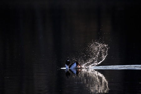 Common Goldeneye (Bucephala clangula) courtship display at early spring in Moscow region, Russiaの写真素材