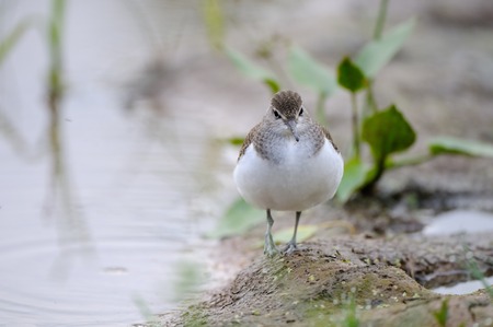 Front view of walking Common sandpiper (Tringa hypoleucos, Actitis hypoleucos) at river bank. National park Plesheevo Lake, Yaroslavl region, Russiaの写真素材
