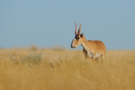 Wild mail Saiga antelope (Saiga tatarica) in morning steppe. Federal nature reserve Mekletinskii, Kalmykia, Russia, August, 2015の写真素材