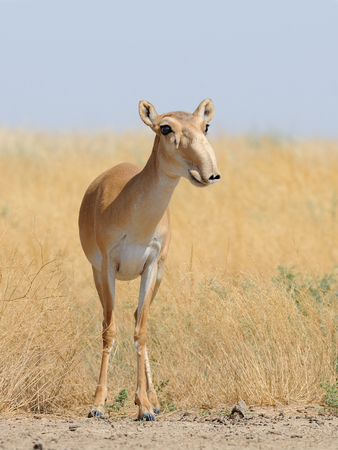 Wild female Saiga antelope (Saiga tatarica) in morning steppe. Federal nature reserve Mekletinskii, Kalmykia, Russia, August, 2015の写真素材
