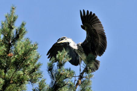 Grey Heron (Ardea cinerea) at pine tree. National park Plesheevo Lake, Yaroslavl region, Russiaの写真素材