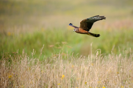 Flying juvenile Montagus harrier (Circus pygargus) over the meadow. Kaluga region, Russiaの素材 [FY31063223519]