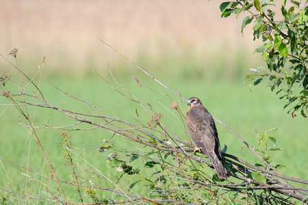 Perching juvenile Montagus harrier (Circus pygargus) at the meadow. Kaluga region, Russiaの写真素材