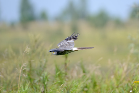 Flying male Montagus harrier (Circus pygargus). Kaluga region, Russiaの写真素材