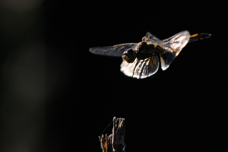 Flying dragonfly Vagrant darter (Sympetrum vulgatum). Kaluga region, Russiaの写真素材