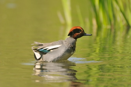 Swimming Common Teal (Anas crecca). Moscow region, Russiaの写真素材