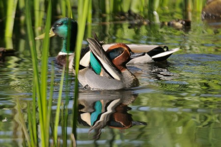 Common Teal (Anas crecca) and Mallard (Anas platyrhynchos) drakes among reeds. Moscow region, Russiaの写真素材
