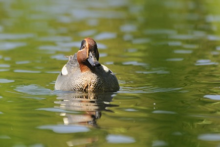 Swimming Common Teal (Anas crecca). Moscow region, Russia