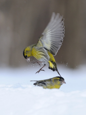 Flying Siskin (Carduelis spinus) above snowdrift. Moscow region, Russiaの写真素材