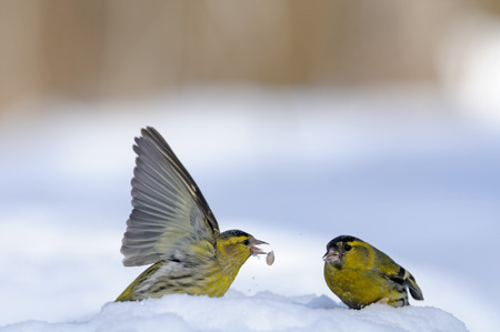 Two male siskins (Carduelis spinus) in snow. Moscow region, Russiaの写真素材