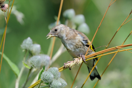 Perching juvenile Goldfinch (Carduelis carduelis) eats grass seeds. Moscow region, Russiaの写真素材