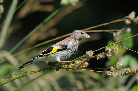 Perching juvenile Goldfinch (Carduelis carduelis) eats grass seeds. Moscow region, Russia