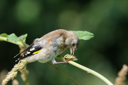 Perching juvenile Goldfinch (Carduelis carduelis) eats grass seeds. Moscow region, Russiaの写真素材