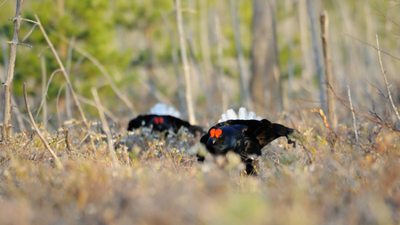 Male Black Grouses (Tetrao tetrix) at swamp courting place early in the morning. National park Plesheevo Lake, Yaroslavl region, Russiaの写真素材
