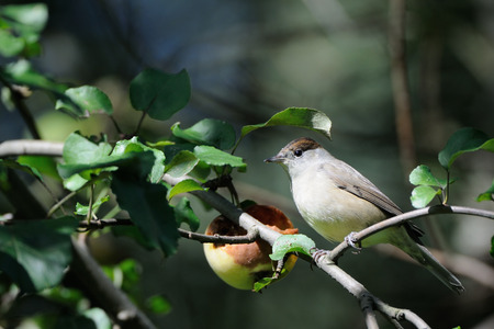 Female Eurasian blackcap (Sylvia atricapilla) at apple tree. Moscow region, Russiaの写真素材