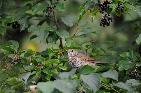 Song Thrush (Turdus philomelos) at berry bush early in the morning. Moscow region, Russia