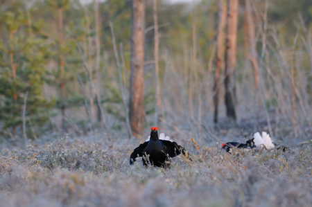 Male Black Grouses (Tetrao tetrix) at swamp courting place early in the morning. National park Plesheevo Lake, Yaroslavl region, Russiaの写真素材