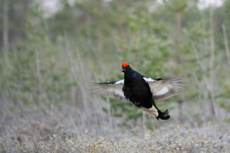 Jumping male Black Grouse (Tetrao tetrix) at swamp courting place early in the morning. National park Plesheevo Lake, Yaroslavl region, Russiaの写真素材
