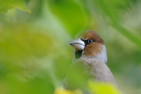 Perching Hawfinch (Coccothraustes coccothraustes) among autumn leaves. Moscow region, Russiaの写真素材