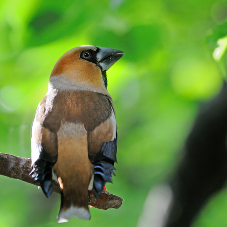 Perching Hawfinch (Coccothraustes coccothraustes) at tree in summer. Moscow region, Russiaの写真素材