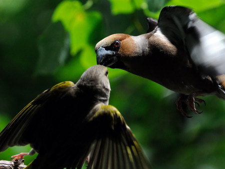 Flying Hawfinch (Coccothraustes coccothraustes) and perching Greenfinch among tree leaves in summer. Moscow region, Russiaの写真素材