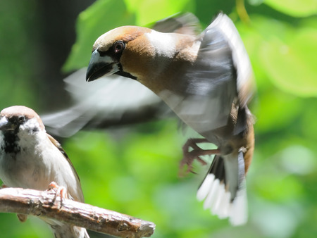 Flying Hawfinch (Coccothraustes coccothraustes) and perching Tree Sparrow (Passer montanus) in summer. Moscow region, Russiaの写真素材