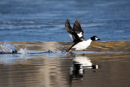 Common goldeneye (Bucephala clangula) drake running along ice edge in pond in spring. Moscow region, Russiaの写真素材
