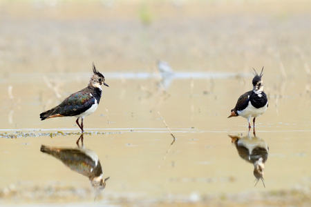 Two reflected Northern Lapwings (Vanellus vanellus) at shallow water of Manych lake. Kalmykia, Russiaの写真素材