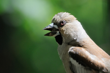 Portrait of female Hawfinch (Coccothraustes coccothraustes) at green background. Moscow region, Russiaの写真素材