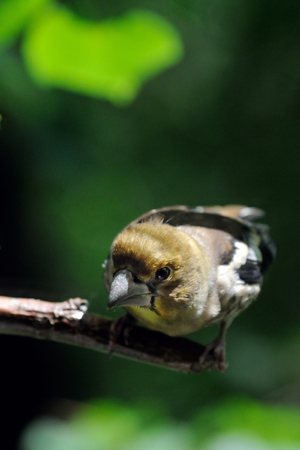 Perching juvenile Hawfinch (Coccothraustes coccothraustes)の写真素材