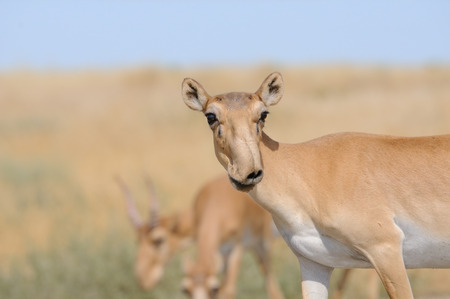 Wild Saiga antelopes (Saiga tatarica) in morning steppe. Federal nature reserve Mekletinskii, Kalmykia, Russia, August, 2015の写真素材