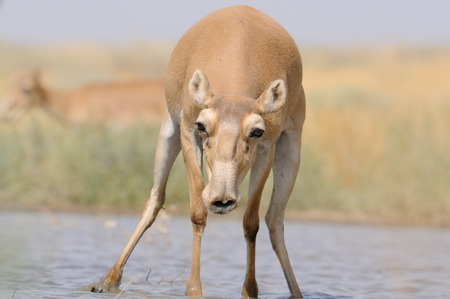 Wild female Saiga antelope (Saiga tatarica) at the watering place in the steppe. Federal nature reserve Mekletinskii, Kalmykia, Russia, August, 2015の写真素材