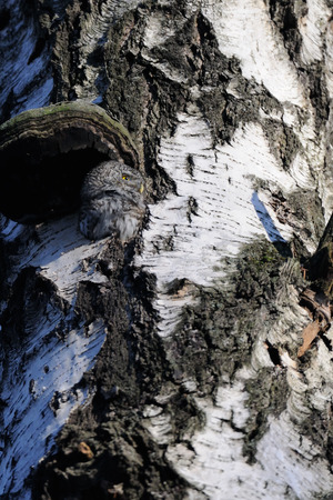 Pygmy Owl (Glaucidium passerinum) in the hollow of birch tree. Moscow, Russiaの写真素材