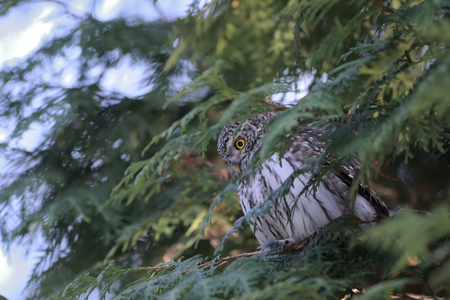 Perching Pygmy Owl (Glaucidium passerinum) at thuja tree. Moscow, Russiaの写真素材