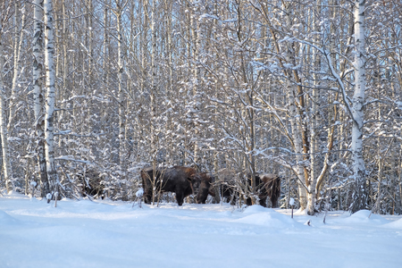 European bison herd (Wisent, Bison bonasus) in winter forest. National park Ugra, Kaluga region, Russia. December, 2016の写真素材