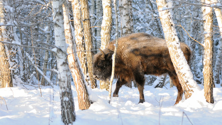 European bison (Wisent, Bison bonasus) in winter forest. National park Ugra, Kaluga region, Russia. December, 2016の写真素材