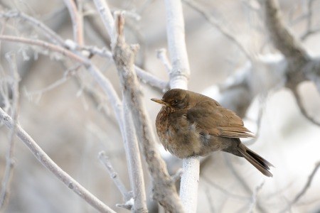Female Blackbird (Turdus merula) in winter. Dagestan, Russiaの写真素材