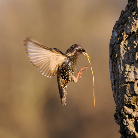 Flying Eurasian starling (Sturnus vulgaris) with building material near the nest in spring. Moscow region, Russiaの写真素材
