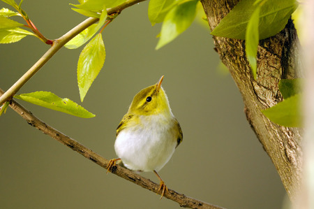 Perching Wood Warbler (Phylloscopus sibilatrix) at poplar branch in spring. Moscow region, Russiaの写真素材