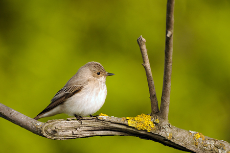 Perching Spotted Flycatcher (Muscicapa striata) in spring. Moscow region, Russiaの写真素材