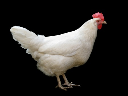 a white hen isolated on black backgroundの写真素材