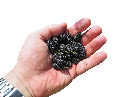 mulberries in hand isolated on whiteの写真素材