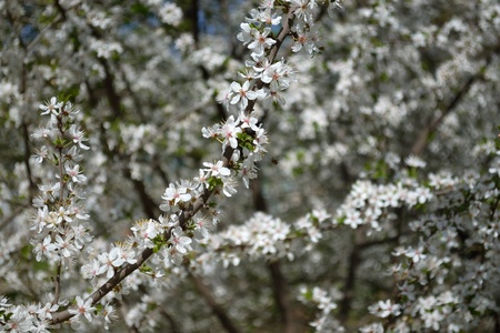 white blooming tree branches in an april garden