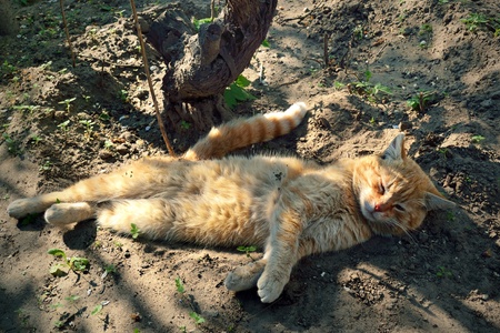 a red cat idly lying on hot day in a shadow at a front garden