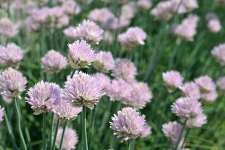 green onion or scallion blossoming with pink flowers in a vegetable garden