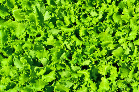 background with green fresh lettuce salad leavesの写真素材