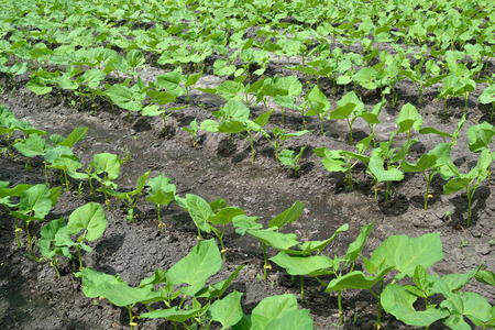 fresh green cultivated kidney bean sprouts on seedbedsの写真素材