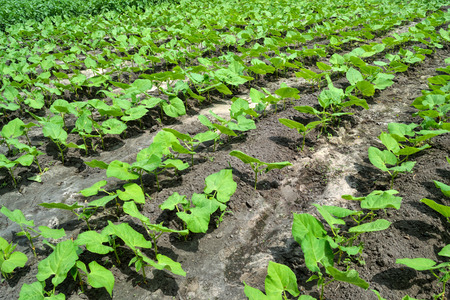 fresh green cultivated kidney bean sprouts on seedbedsの写真素材
