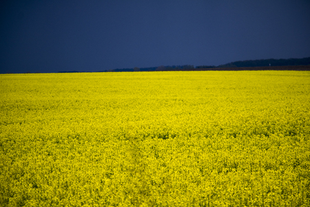 Spring field of yellow flowers with blue skyの写真素材