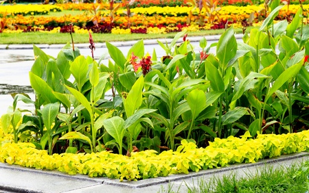  beautiful flowers on the lawn at city parkの写真素材